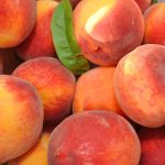 The-Colorado-Peach-Harvest